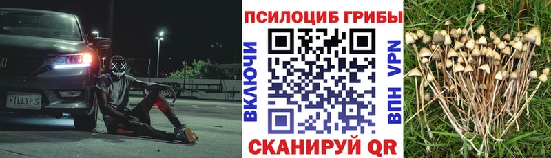 магазин продажи   Мариинский Посад  Псилоцибиновые грибы Cubensis 